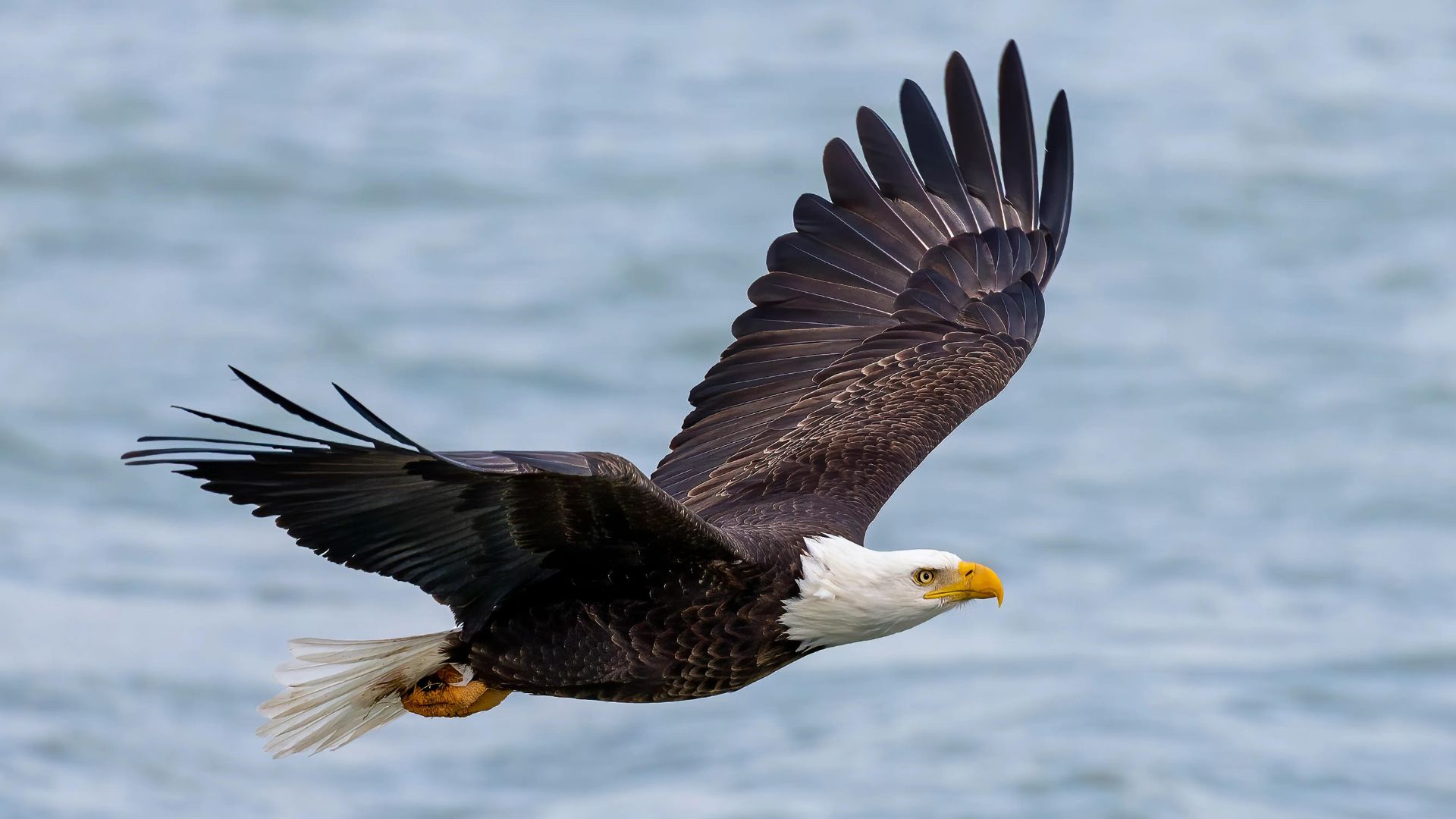 A bald eagle flies over the Mississippi River.