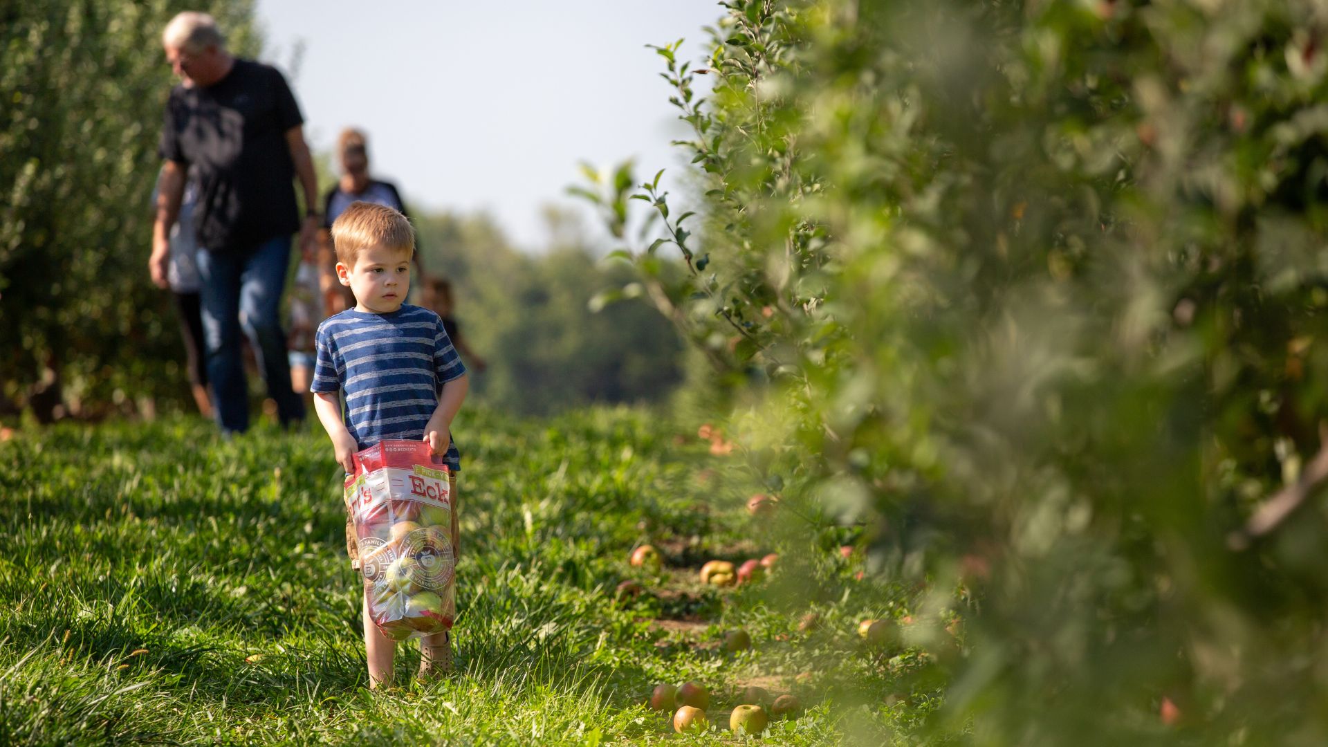 A kid picks apples at Eckert's, a family farm in Illinois.