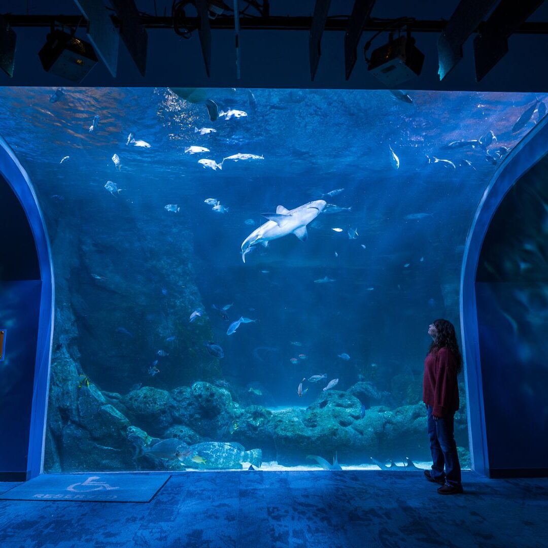 The St Louis Aquarium Makes a Splash at Union Station