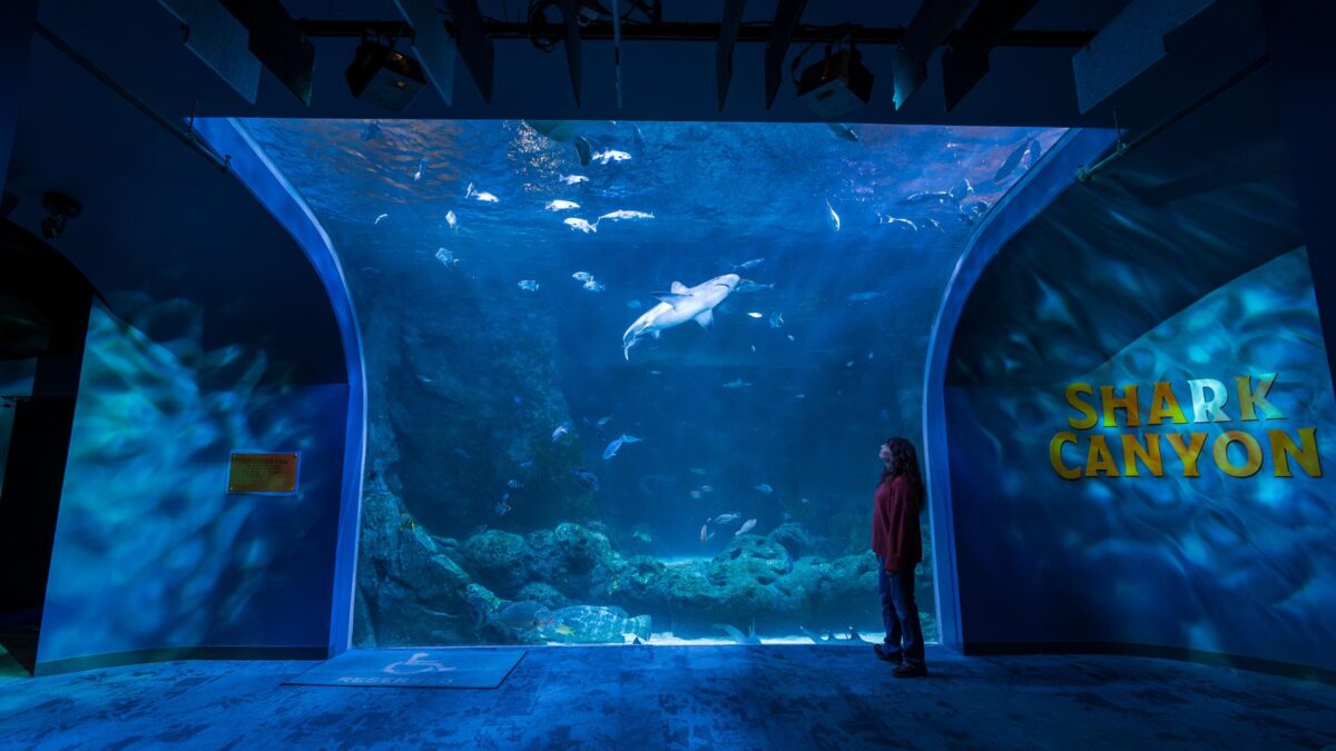 The St Louis Aquarium Makes a Splash at Union Station