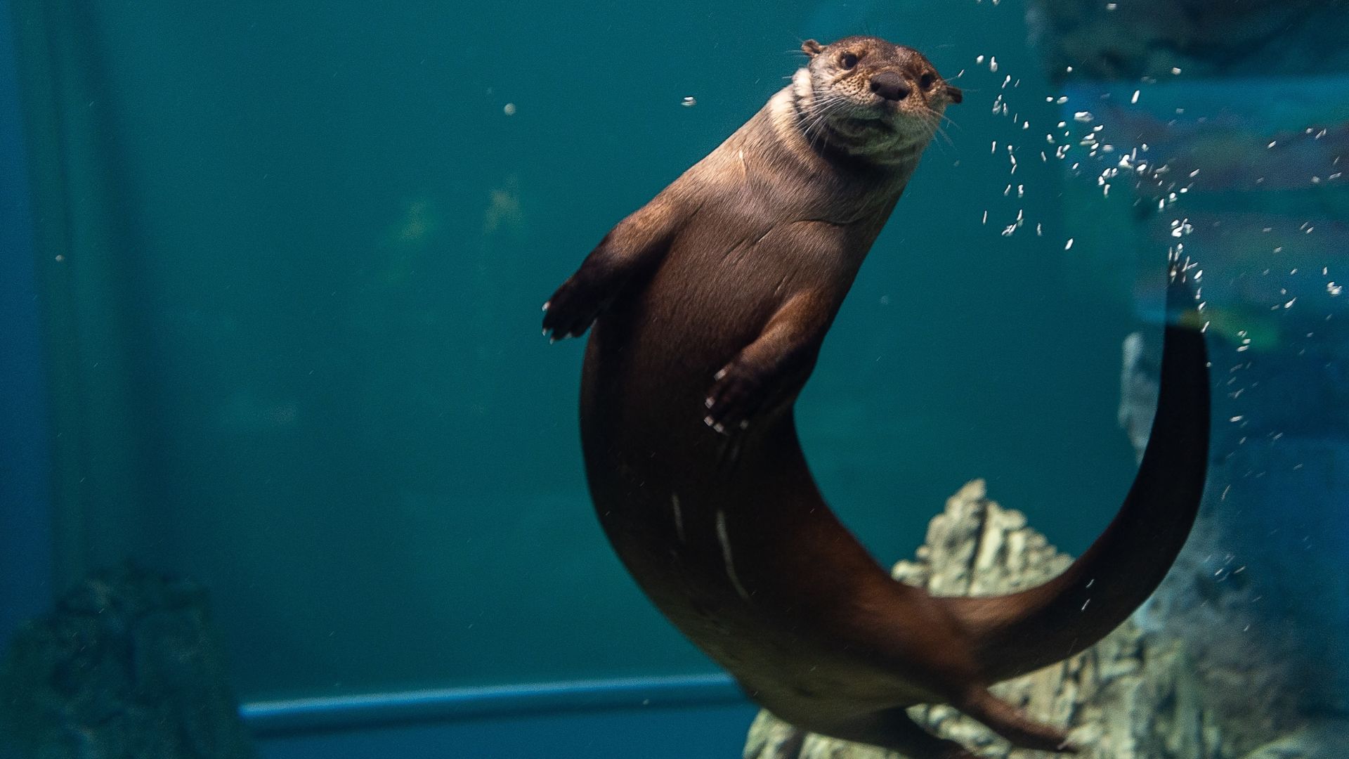 An otter poses at the St. Louis Aquarium, a fantastic kid-friendly attraction.