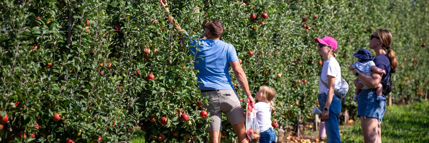 A family picks apples at Eckert's Farm.