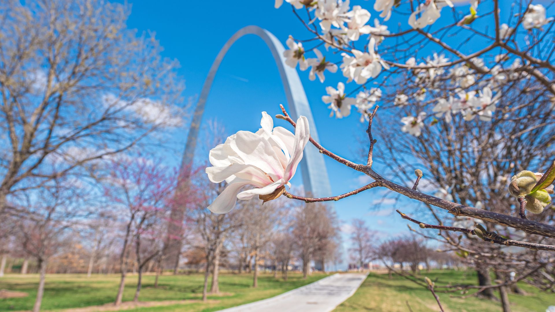 Flowering trees bloom in Gateway Arch National Park, which is one of the best places for outdoor recreation in St. Louis.
