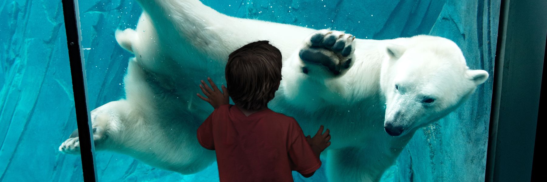 A boy marvels at a polar bear at the Saint Louis Zoo.