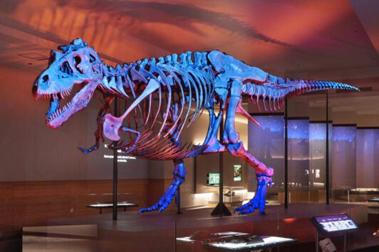 SUE: The T. rex Experience at Saint Louis Science Center