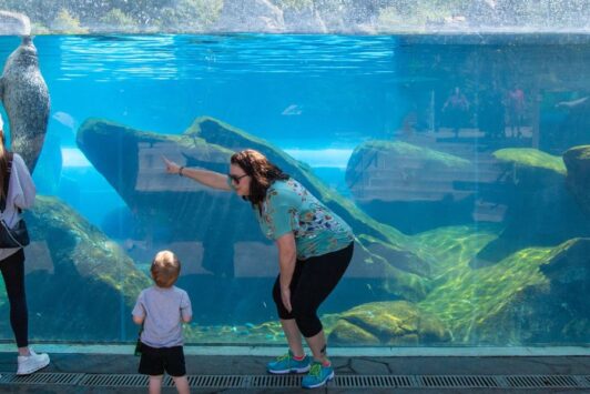 A family watches a seal play at the Saint Louis Zoo.