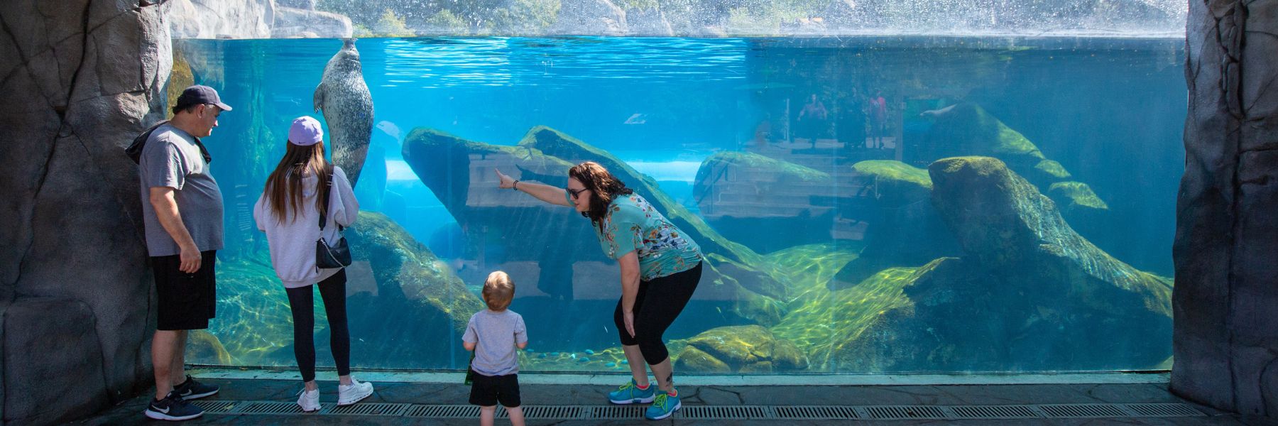 A family watches a seal play at the Saint Louis Zoo.