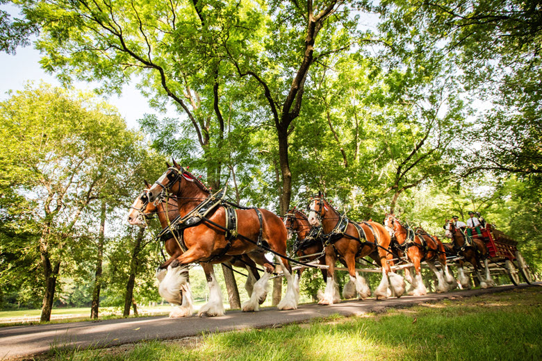 The world famous Clydesdales at Grant's Farm.