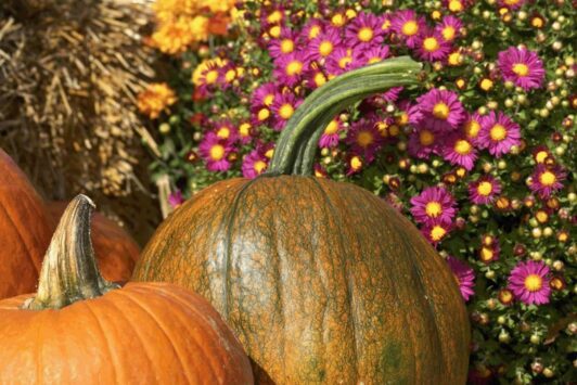 Eckert's Farm invites you to paint pumpkins while sipping cocktails this fall.