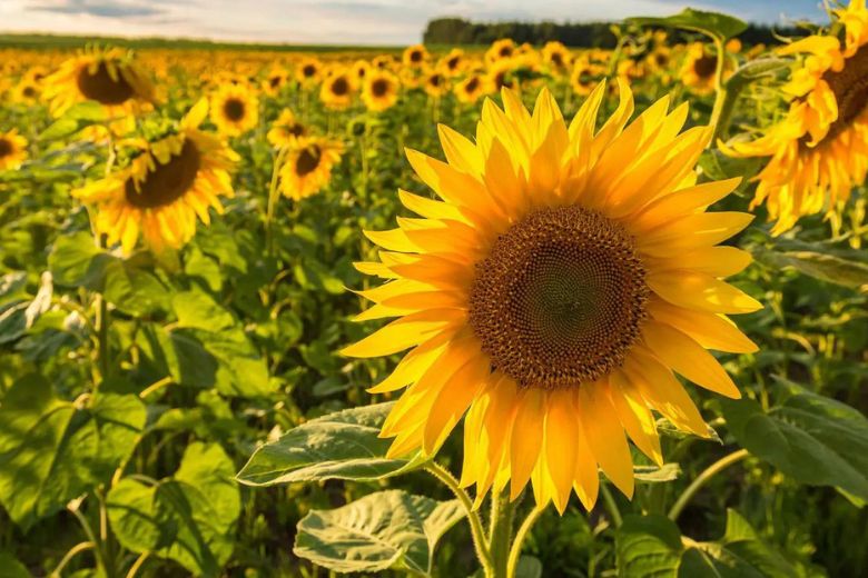 Eckert's Farm hosts sunflower events in the summer.