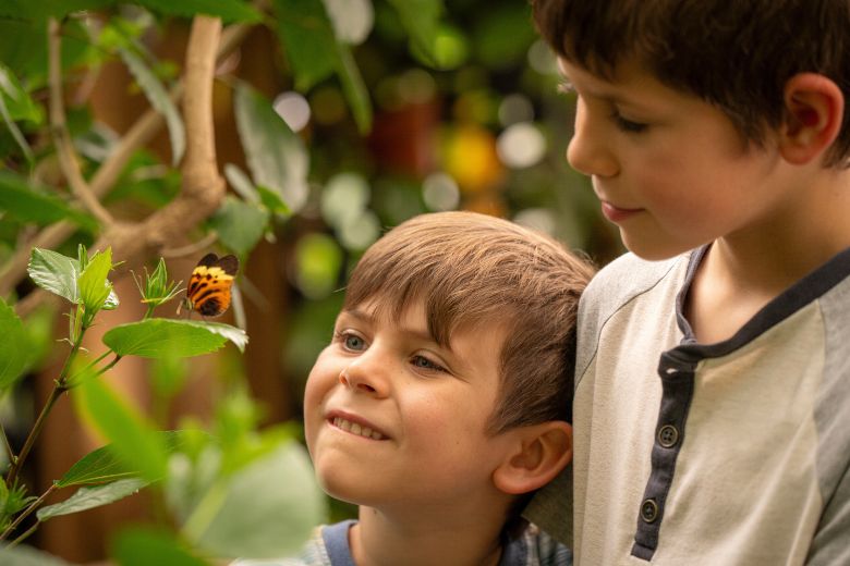 Two boys come face to face with an orange butterfly at the Sophia M. Sachs Butterfly House.