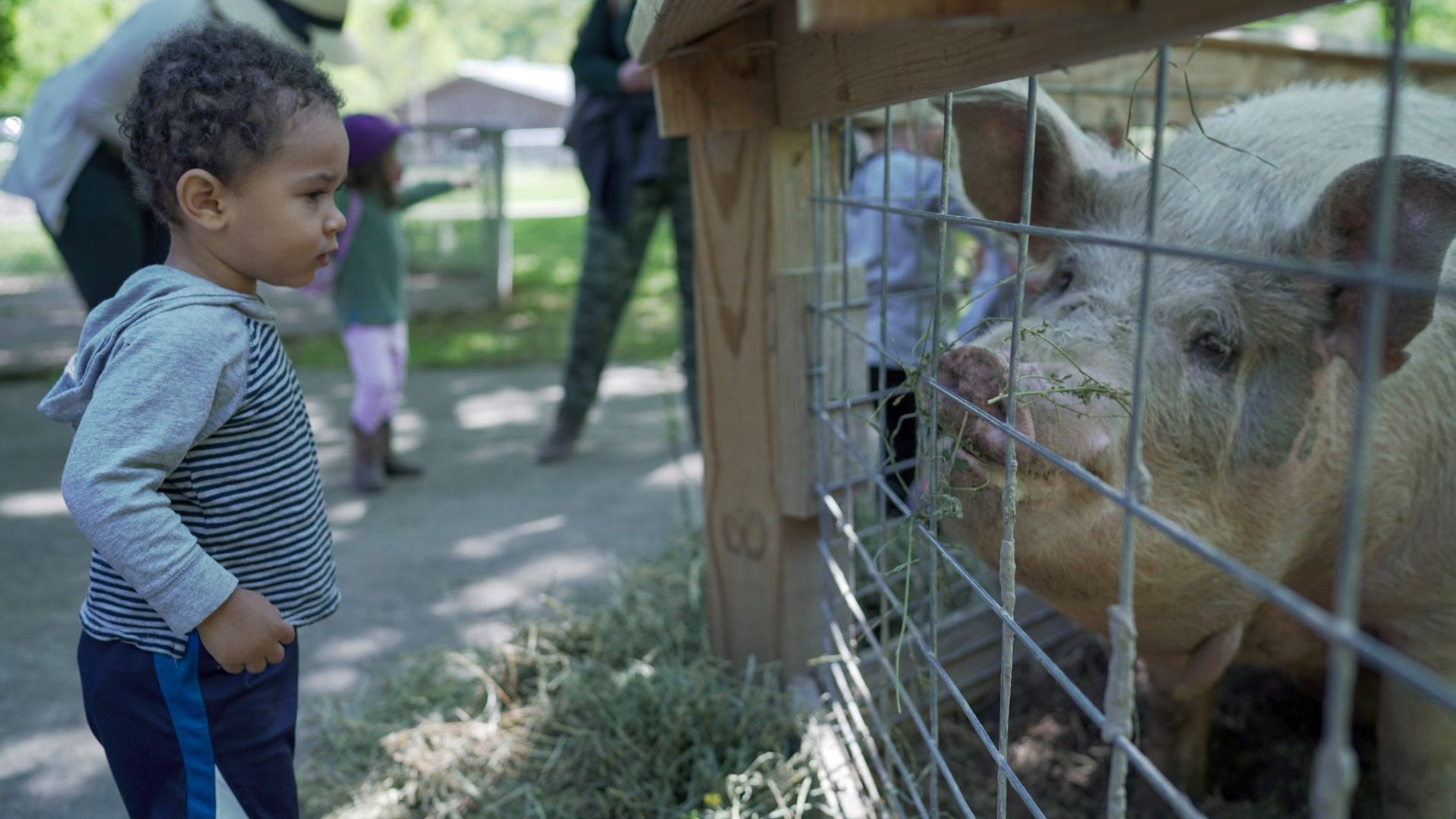 A little boy comes face-to-face with a pig at Suson Park.