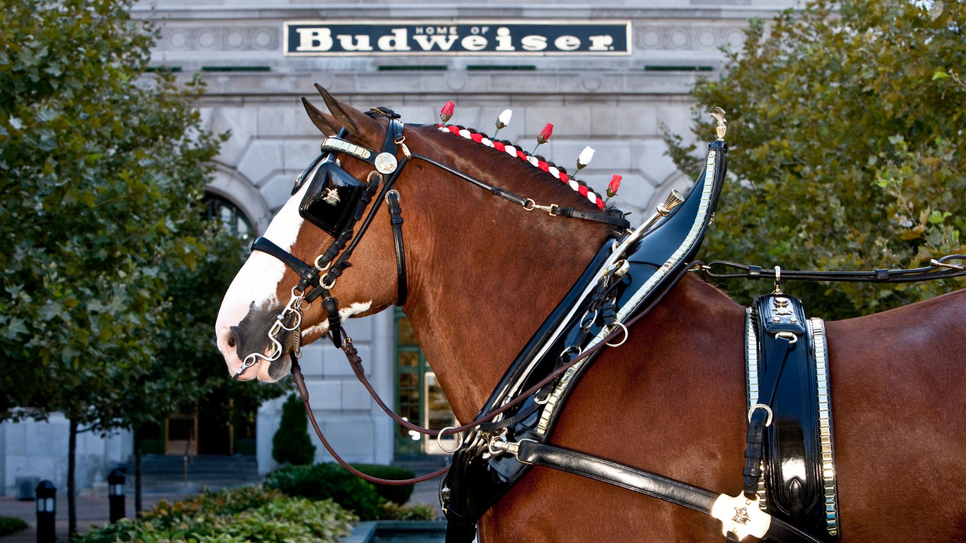 A Budweiser Clydesdale walks through one of the best St. Louis breweries.