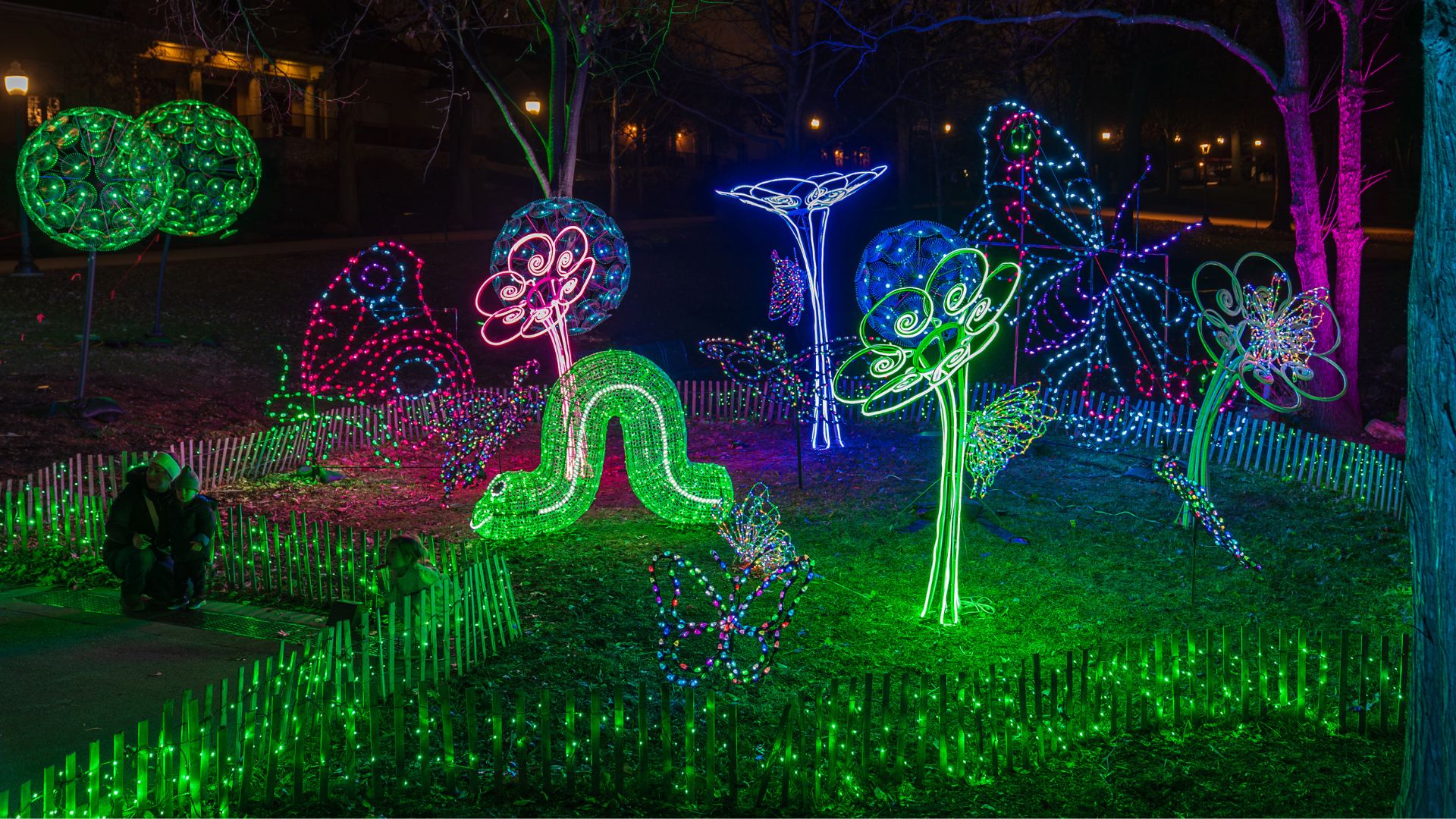 An illuminated scene of exotic flowers can be seen at the Saint Louis Zoo's festive holiday light display.