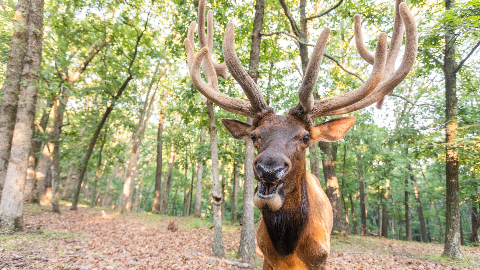 An antlered deer from Lone Elk Park looks into the camera.