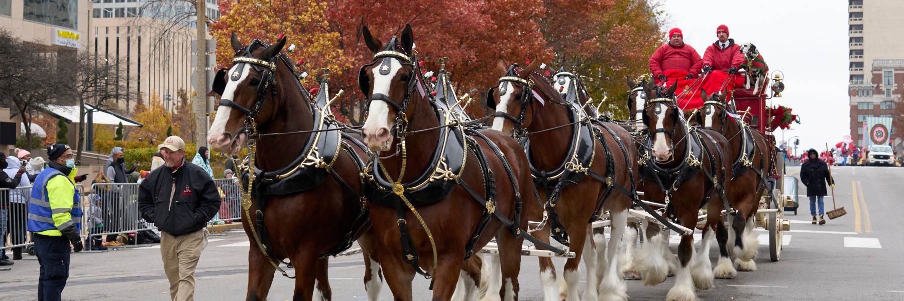 Clydesdales trot through downtown St. Louis during the Thanksgiving parade.