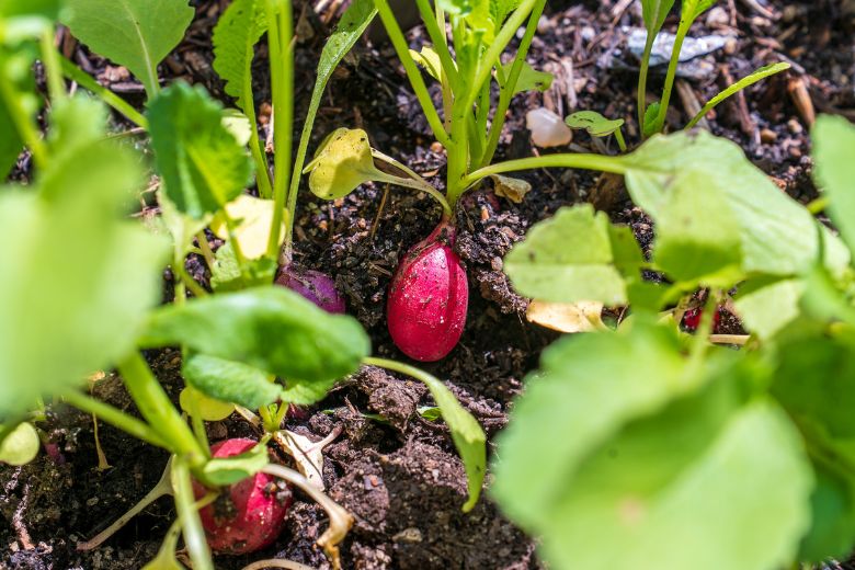 Radishes grow in the culinary garden at America's Center Convention Complex in St Louis.