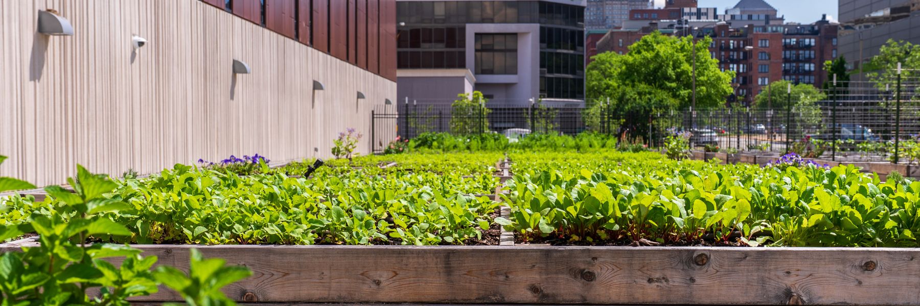 The catering at America's Center in St Louis is powered by a 40-bed on-site culinary garden.