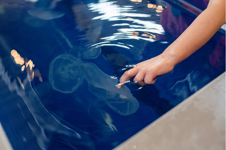 Jellyfish Day at the St. Louis Aquarium at St. Louis Union Station.
