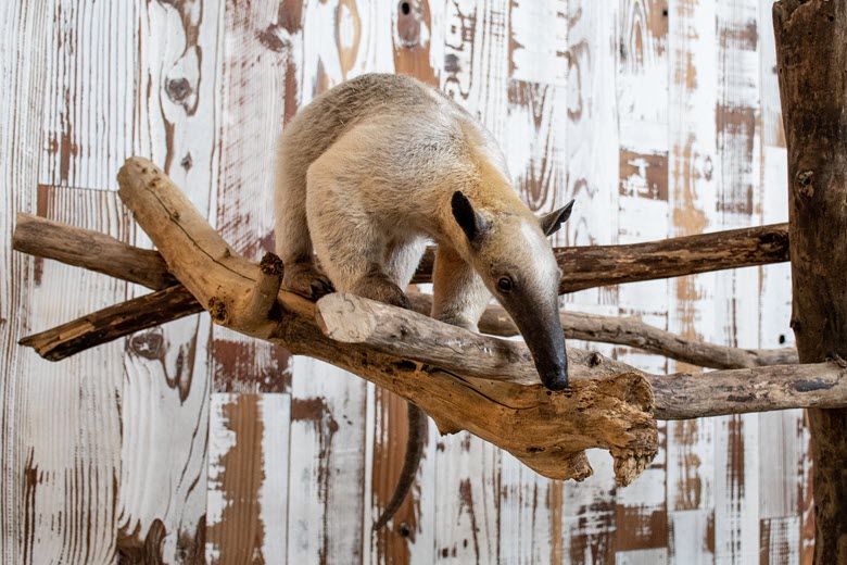 World Anteater Day Celebration at the St. Louis Aquarium at St. Louis Union Station.