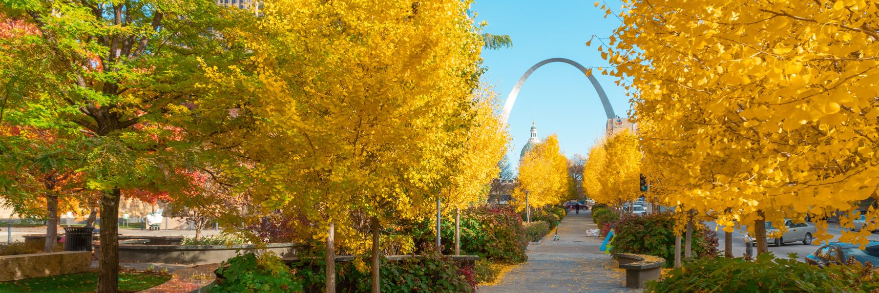 Yellow-hued trees frame the Old Courthouse and the Gateway Arch in downtown St Louis.