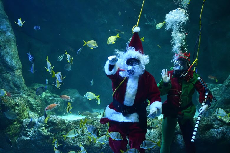 Scuba Claus at the St. Louis Aquarium at St. Louis Union Station.