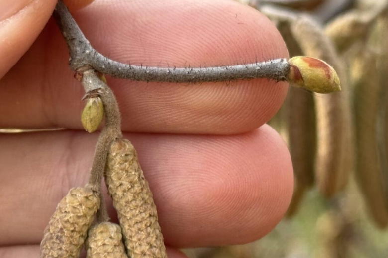 Horticulture Class - Pruning Trees and Shrubs at Bellefontaine Cemetery and Arboretum.