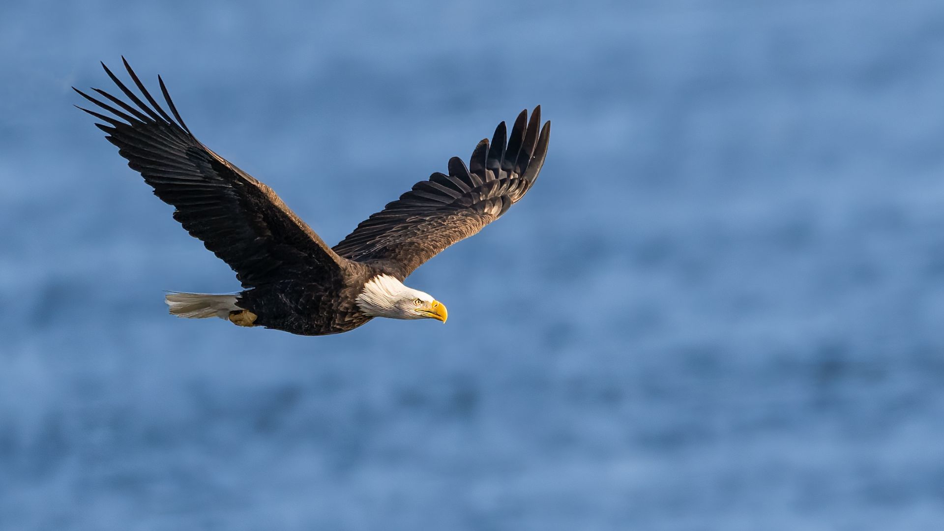 A bald eagle soars over the Mississippi River in winter in St Louis.