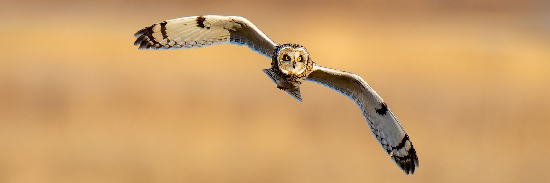 Owls can be spotted while birdwatching in St Louis.
