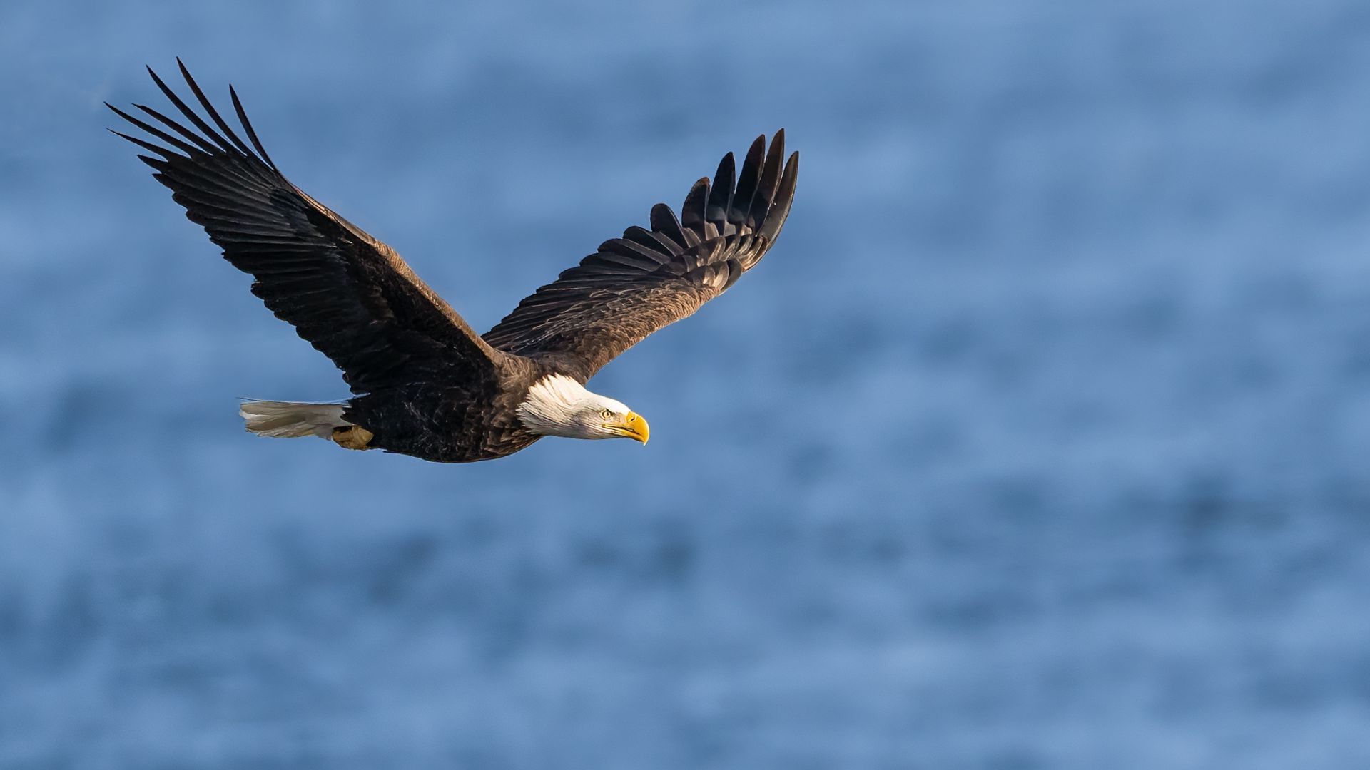A bald eagle soars over the Mississippi River in winter in St Louis.
