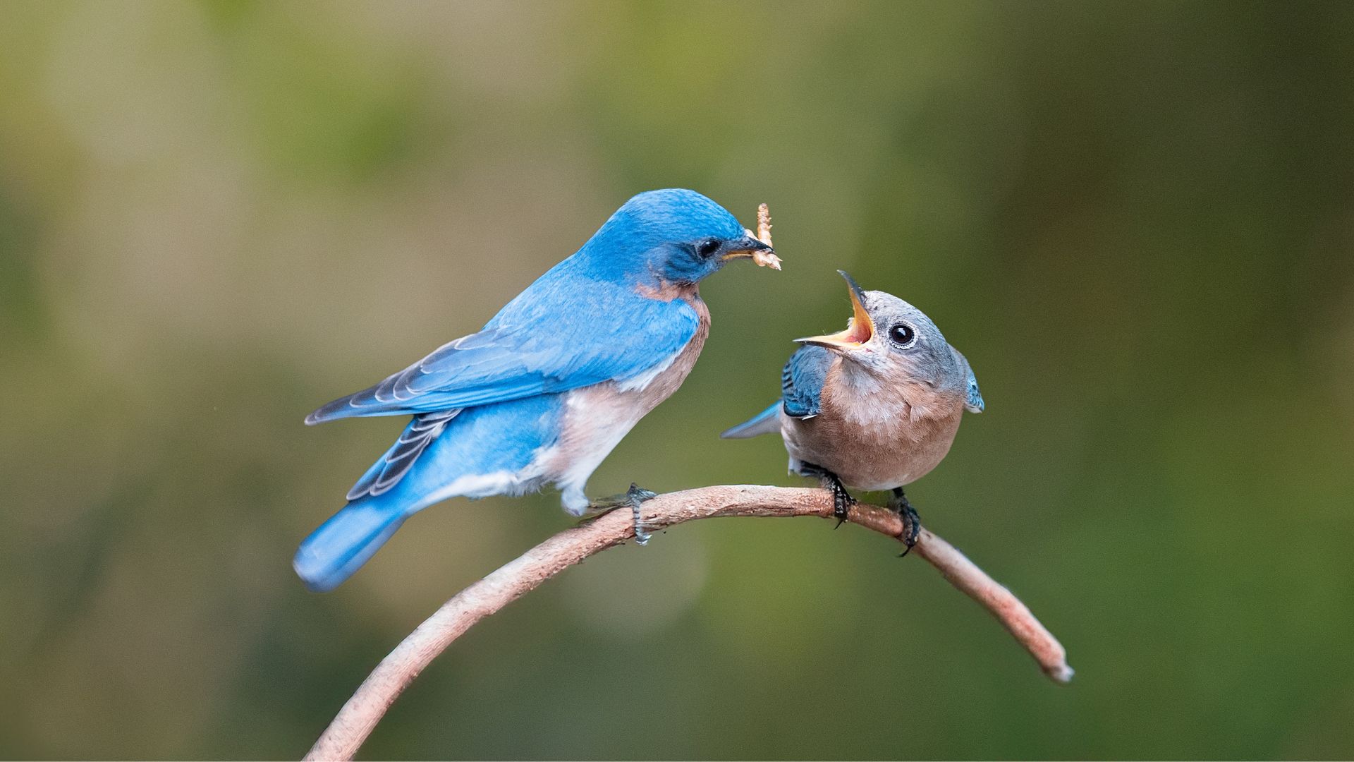 An Eastern bluebird feeds its baby in a park in St Louis.