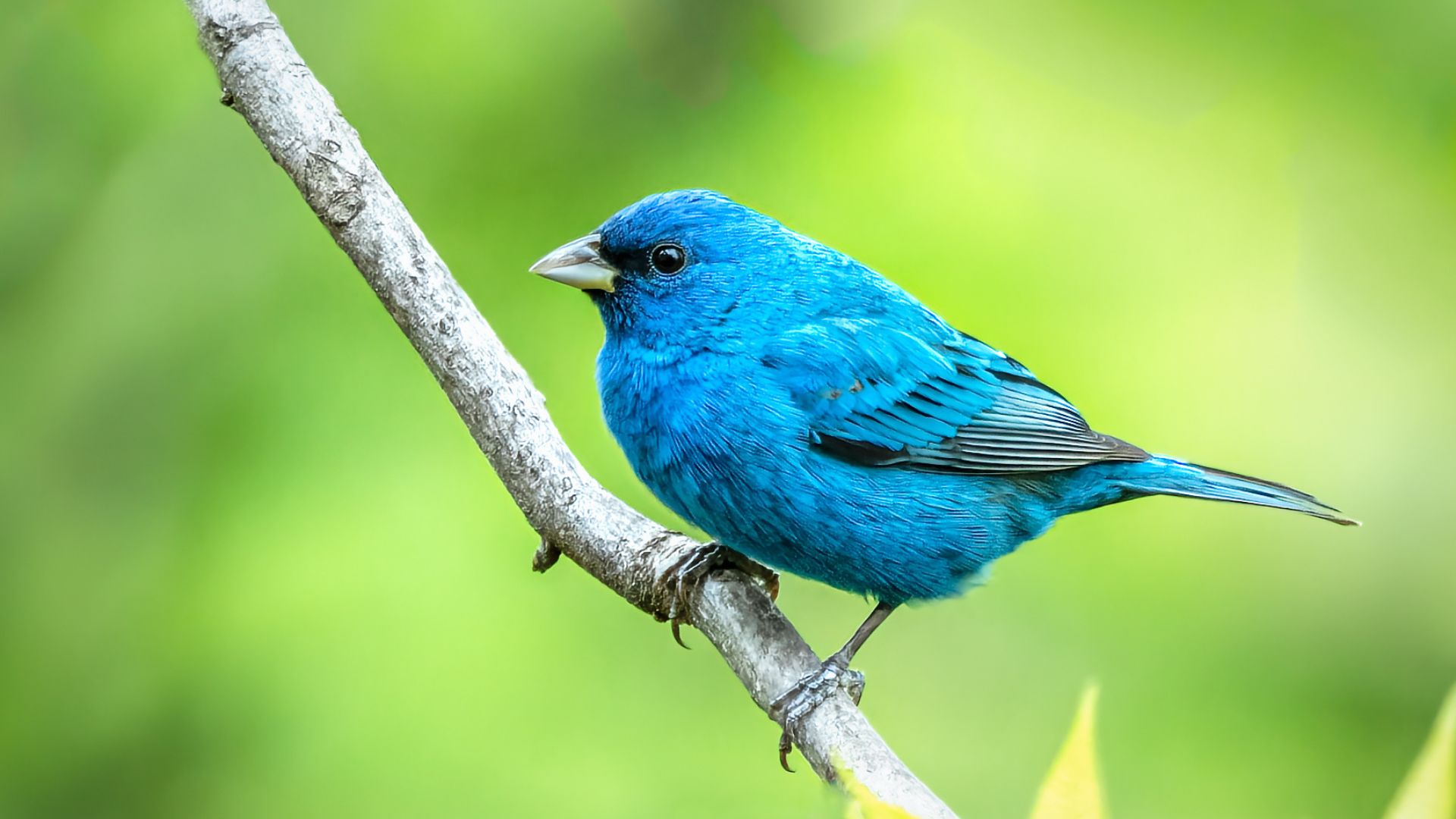 This bright blue indigo bunting was spotted while birdwatching in St Louis.