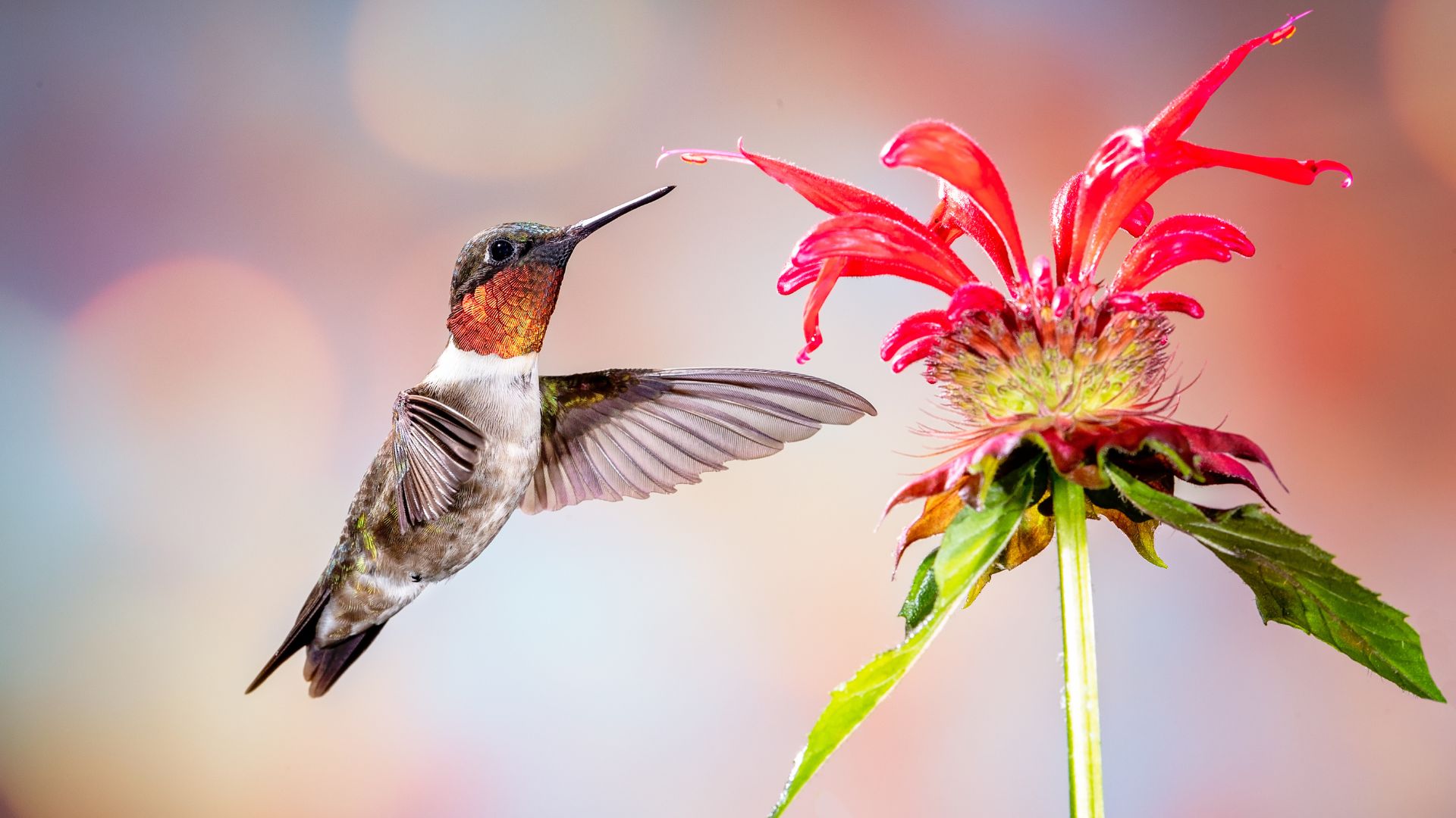 A ruby-throated hummingbird approaches a pink flower.