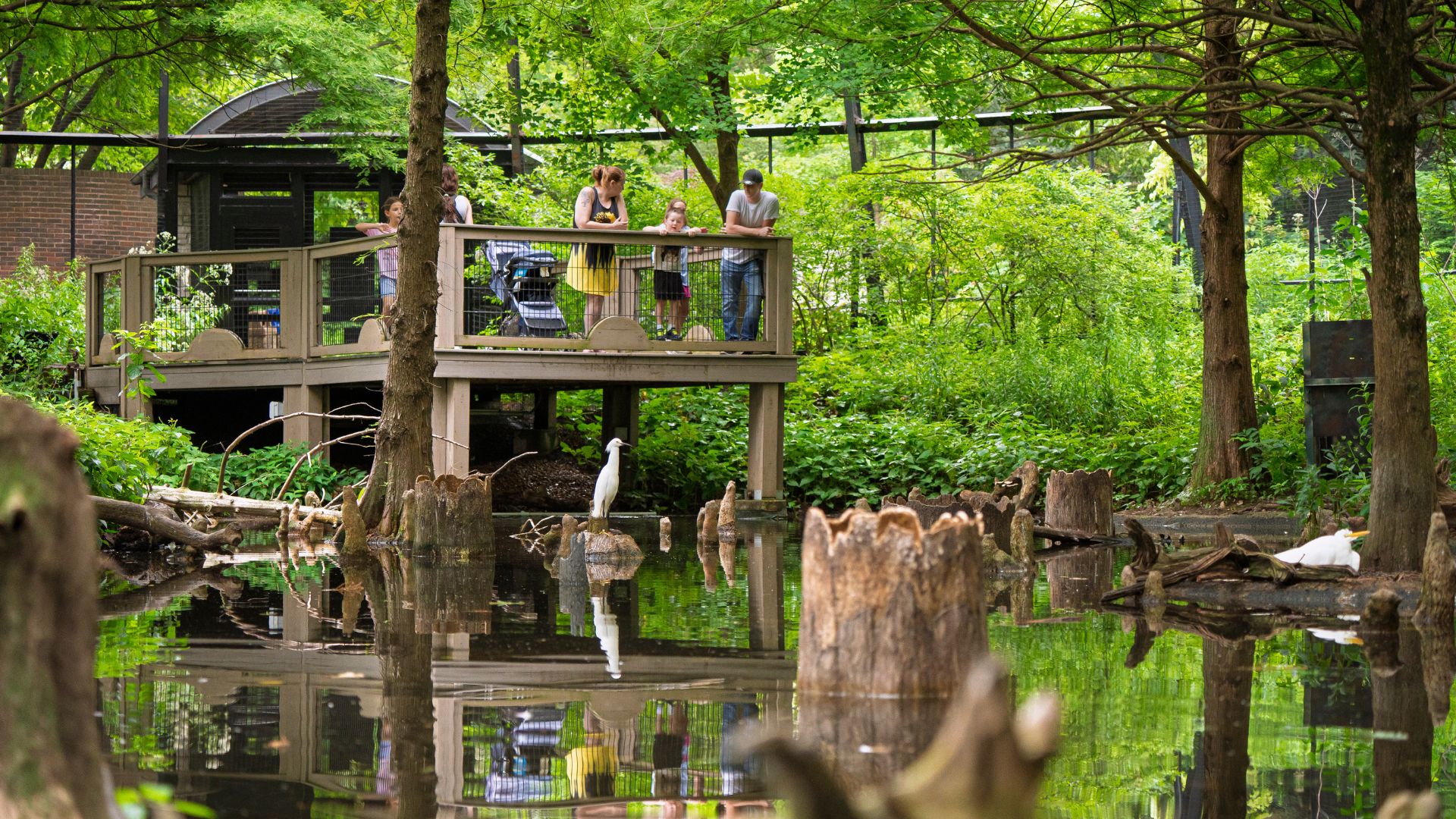 If you want assured success while birdwatching in St Louis, head to the bird cage at the Saint Louis Zoo.