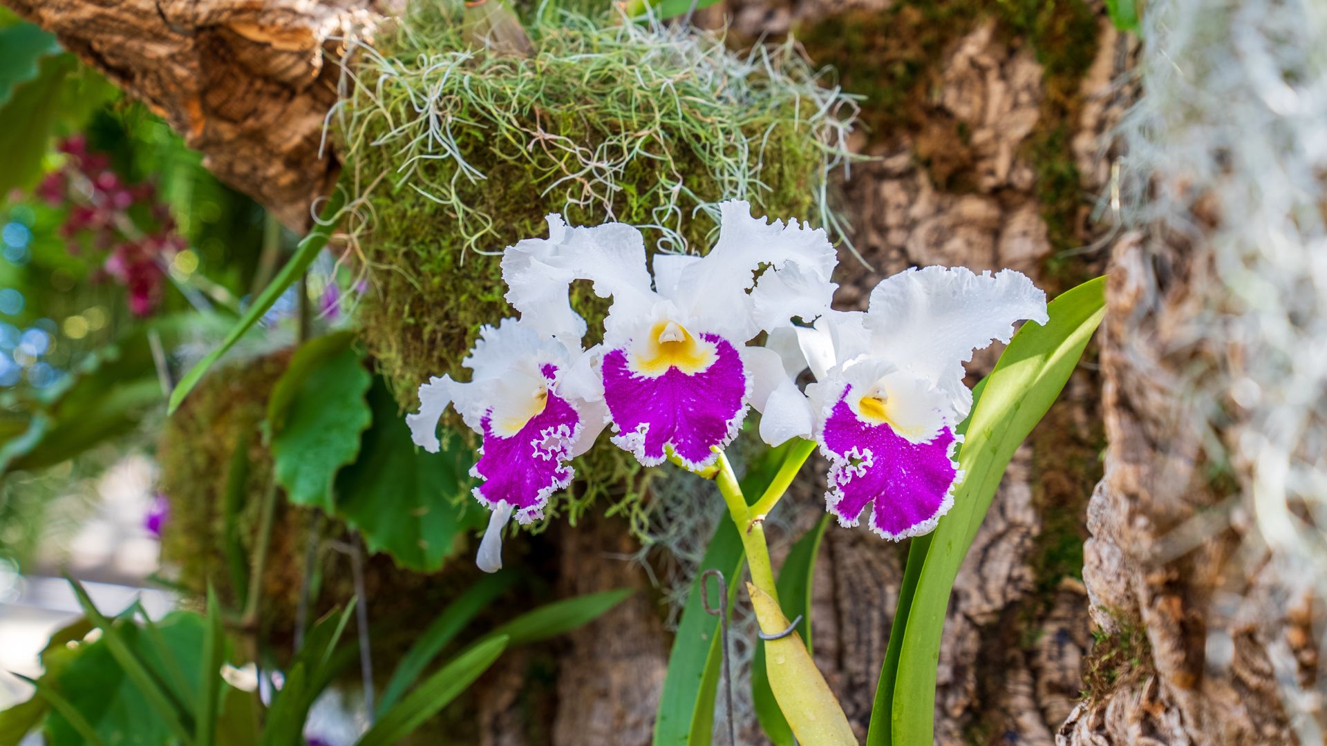 The orchid show is an annual event at the Missouri Botanical Garden.