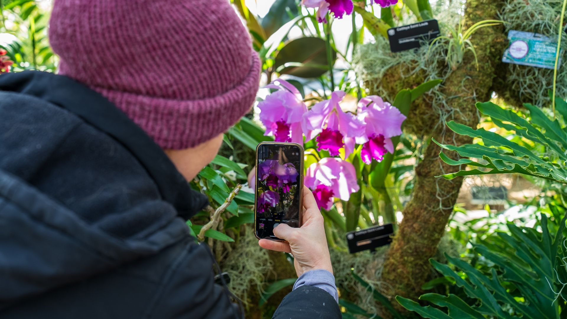 Someone takes photos of orchids at the Missouri Botanical Garden.