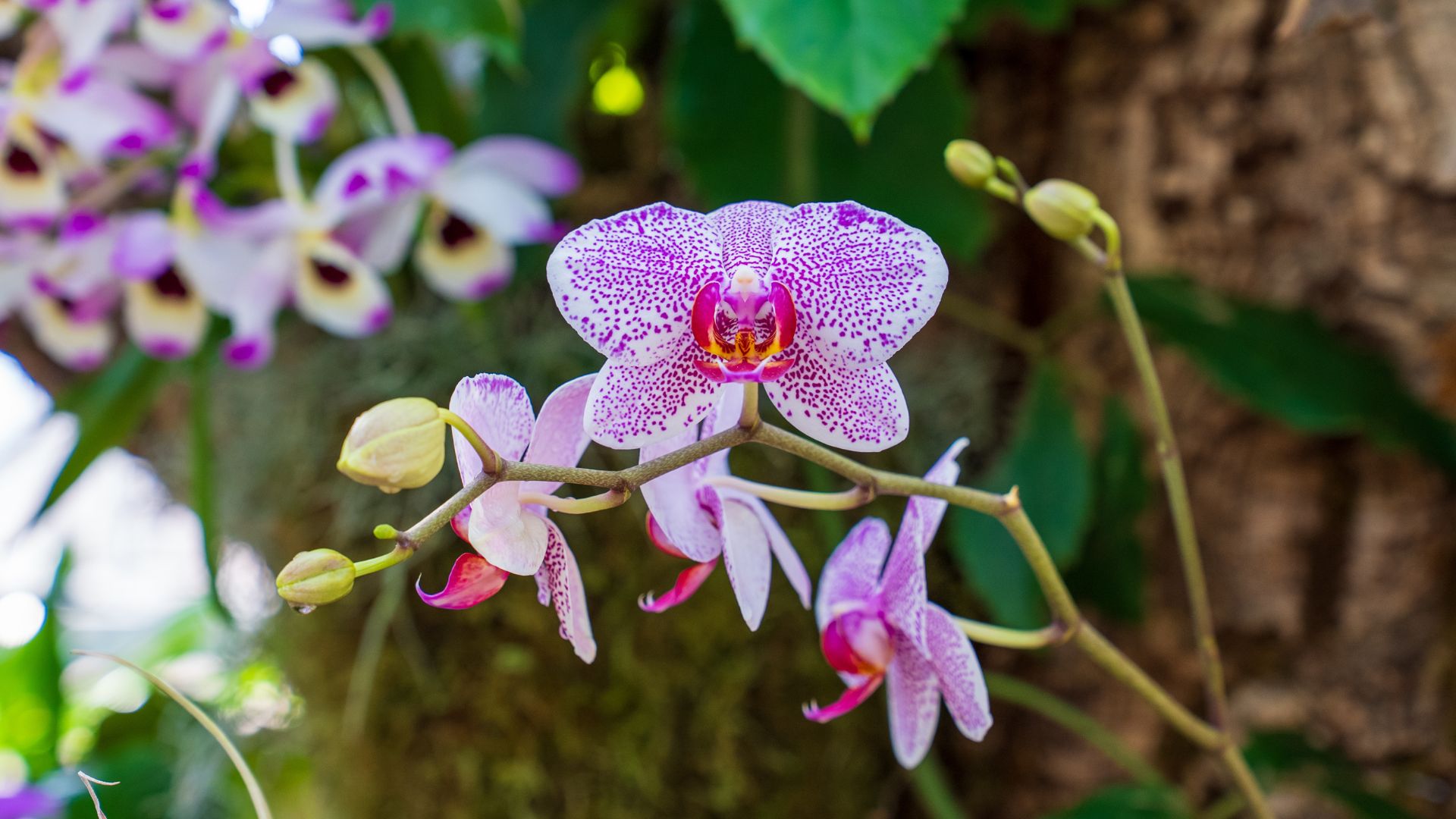 The orchid show is an annual event at the Missouri Botanical Garden.