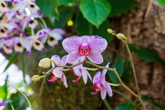 The Orchid Show at the Missouri Botanical Garden shows off almost 700 unique species.