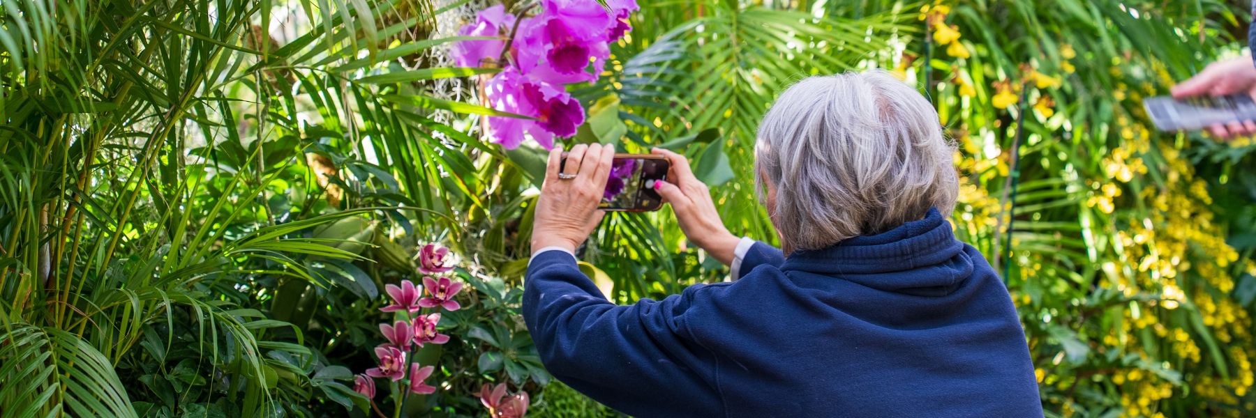 A woman snaps a photo of a pinkish purple orchid at the Missouri Botanical Garden.