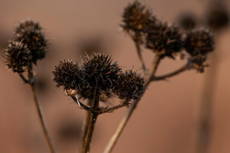 Winter Sowing: Growing Native Wildflowers from Seed at The Weldon Spring Site Interpretive Center.