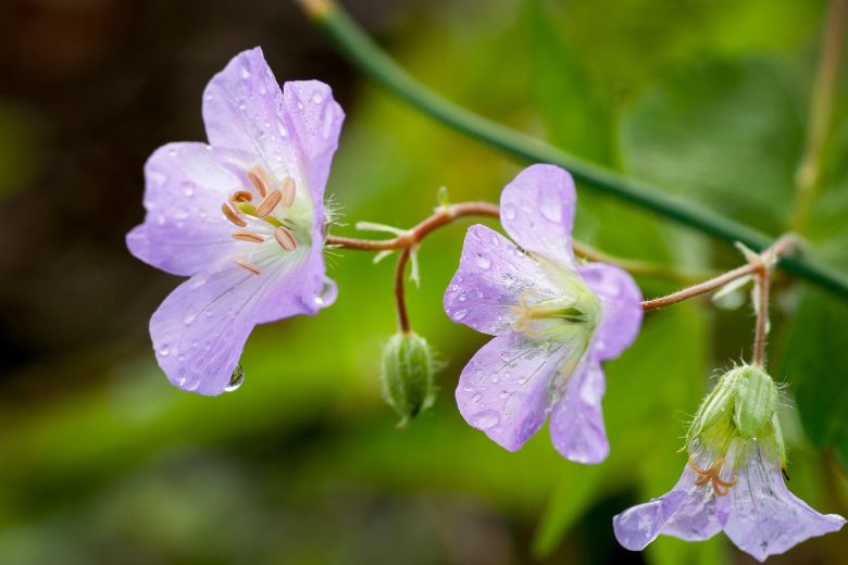 Homegrown National Park: Native Plant Power YOU can Grow!