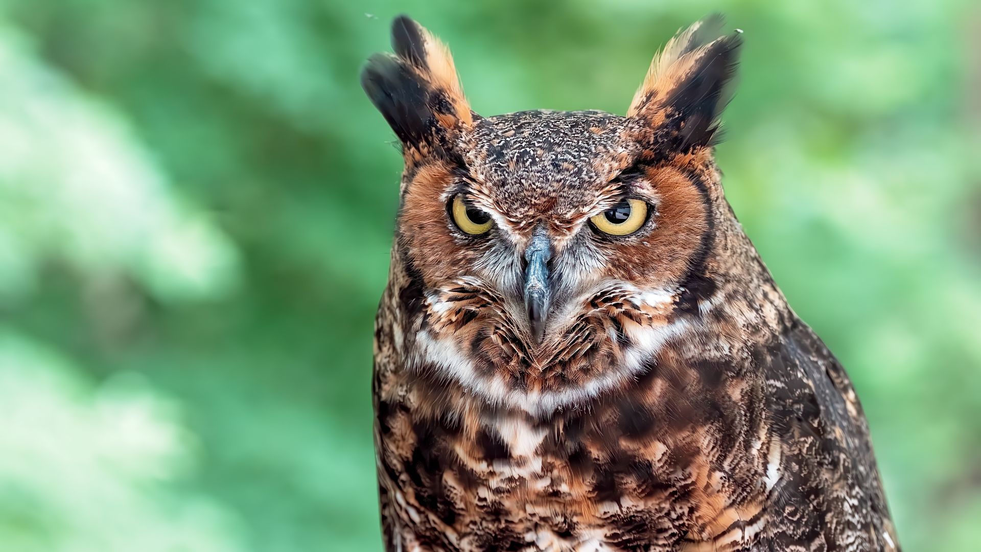 The World Bird Sanctuary hosts Owl Prowls during spring break in St Louis.
