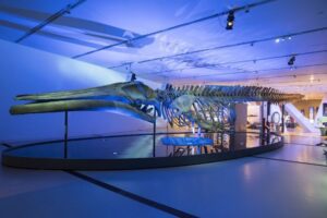 The Blue Whale Story at the Saint Louis Science Center.