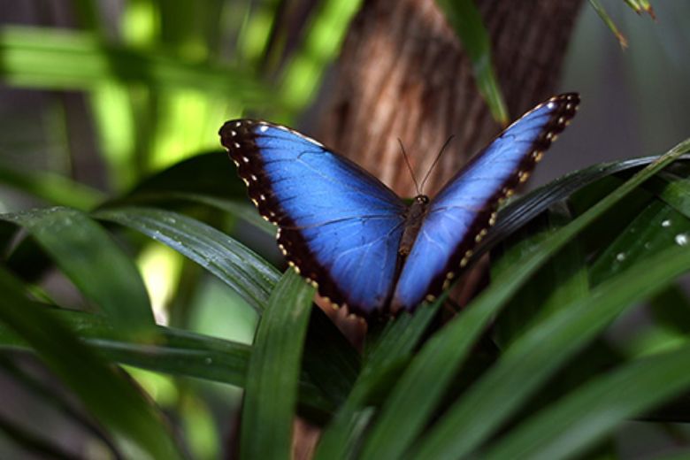 Morpho Mania at the SOPHIA M. SACHS BUTTERFLY HOUSE.