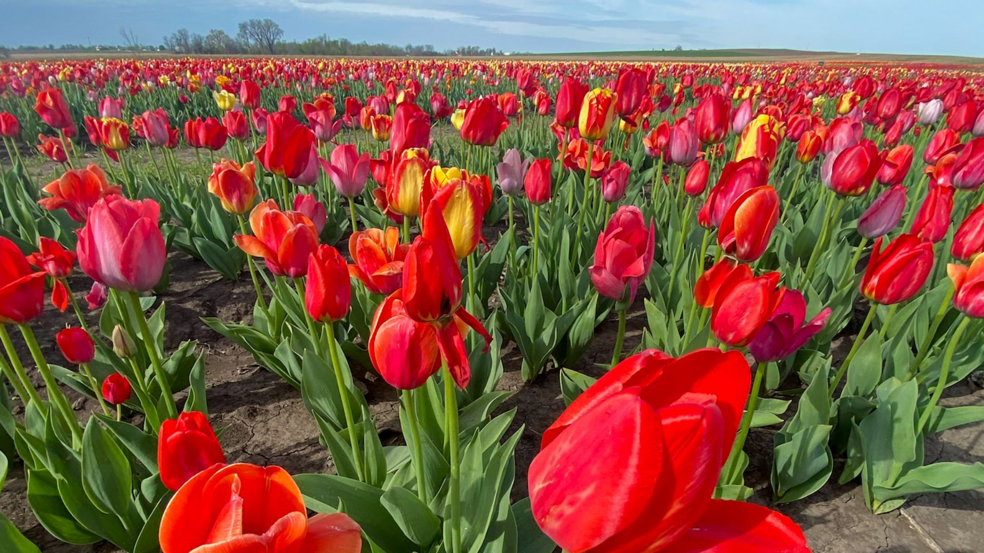 When the tulips bloom at Eckert's Farm near St Louis, it's the perfect time to get out your camera.