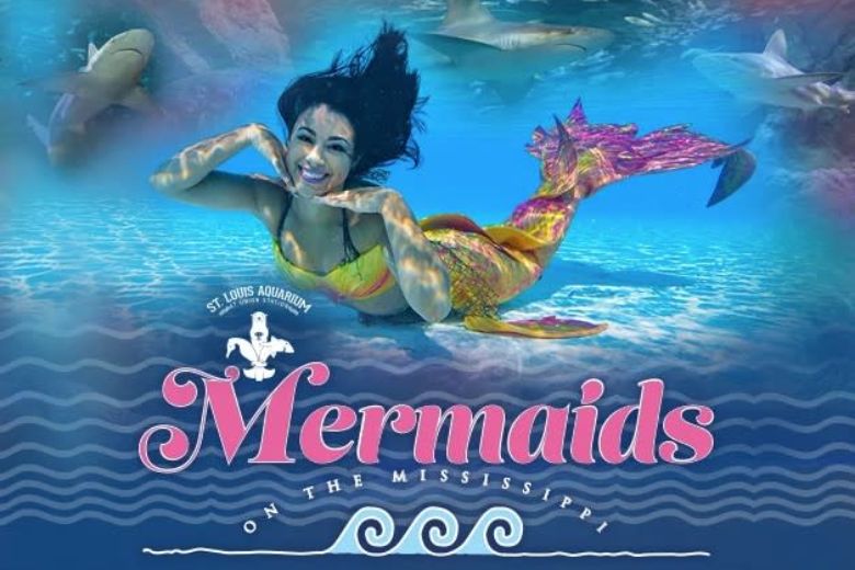 Mermaids on the Mississippi at the St. Louis Aquarium.