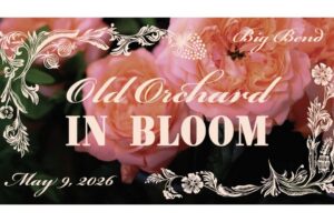 Old Orchard in Bloom in Webster Groves.