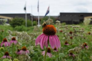 Summer of STEM: Nature in Howell Prairie at The Weldon Spring Site Interpretive Center.
