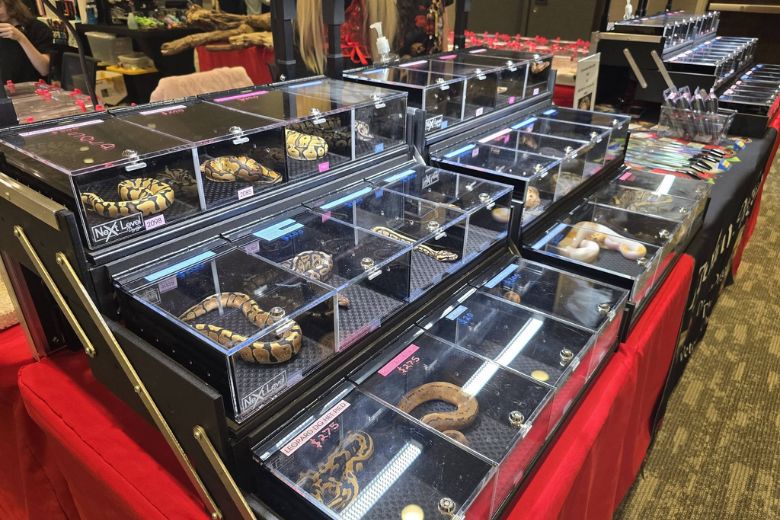 St. Louis Reptile Show in Bridgeton.