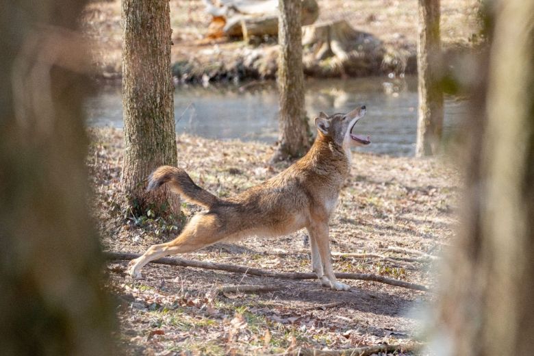 Yoga in the Woods at the Endangered Wolf Center.